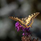 _Schwalbenschwanz (Papilio machaon)