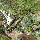 Schwalbenschwanz (Papilio machaon)