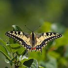 Schwalbenschwanz (Papilio machaon)