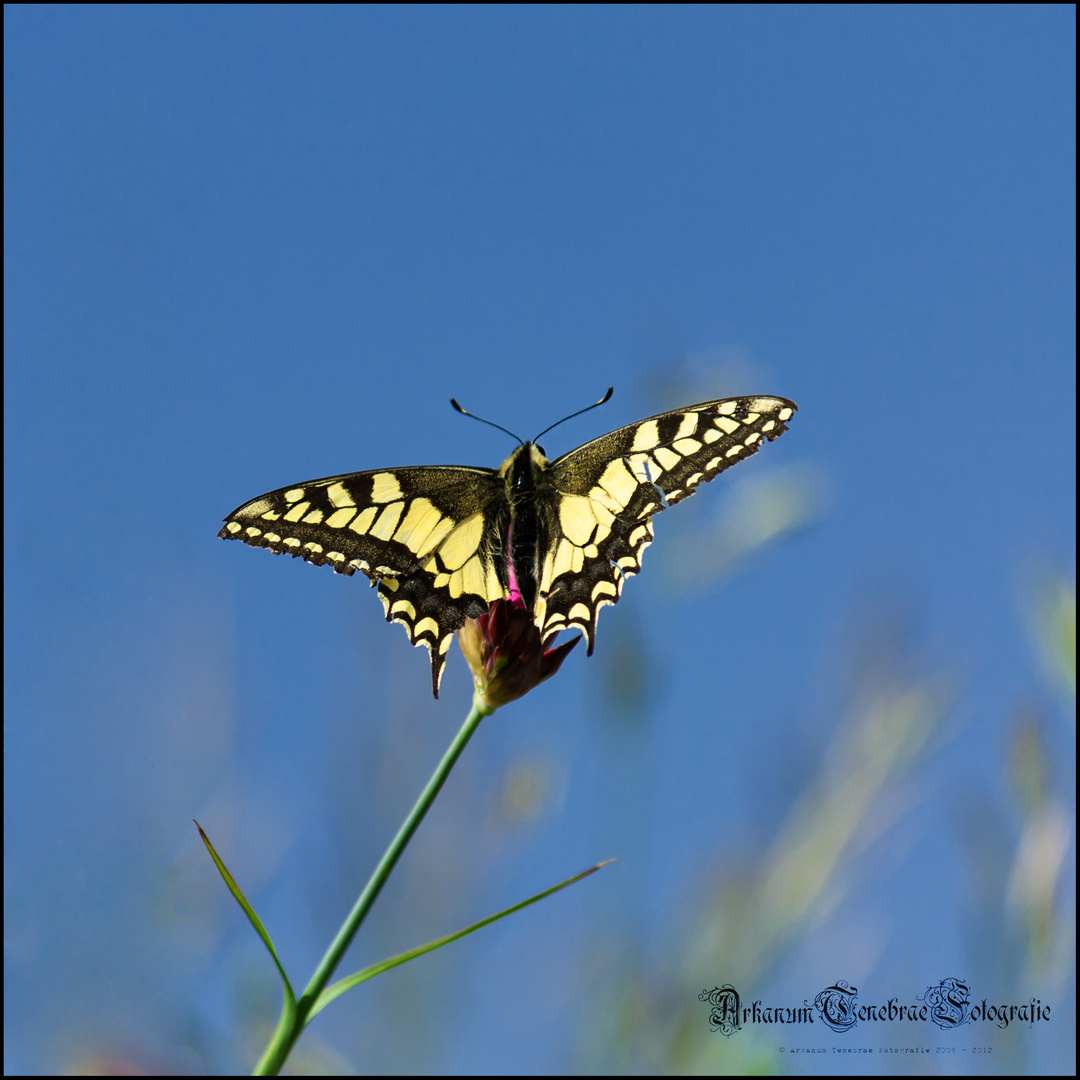 Schwalbenschwanz - Papilio machaon