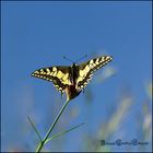 Schwalbenschwanz - Papilio machaon