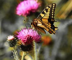 Schwalbenschwanz (Papilio machaon)