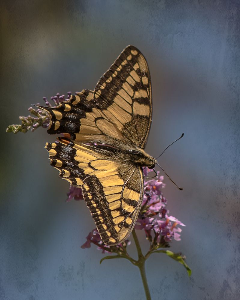 Schwalbenschwanz (Papilio machaon) 