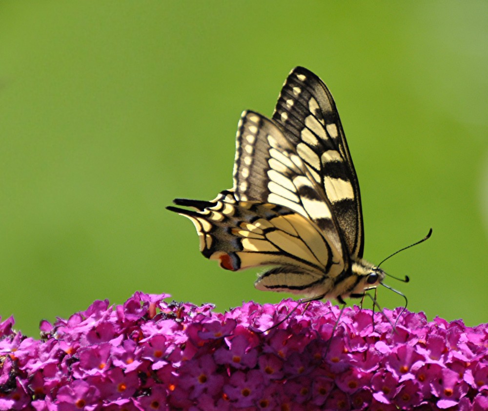 Schwalbenschwanz (Papilio machaon)