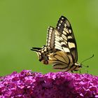 Schwalbenschwanz (Papilio machaon)