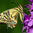 Schwalbenschwanz (Papilio machaon)