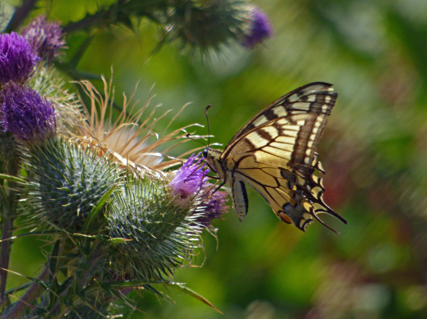 Schwalbenschwanz (Papilio machaon)