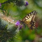 Schwalbenschwanz (Papilio machaon)