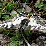 Schwalbenschwanz (Papilio machaon)