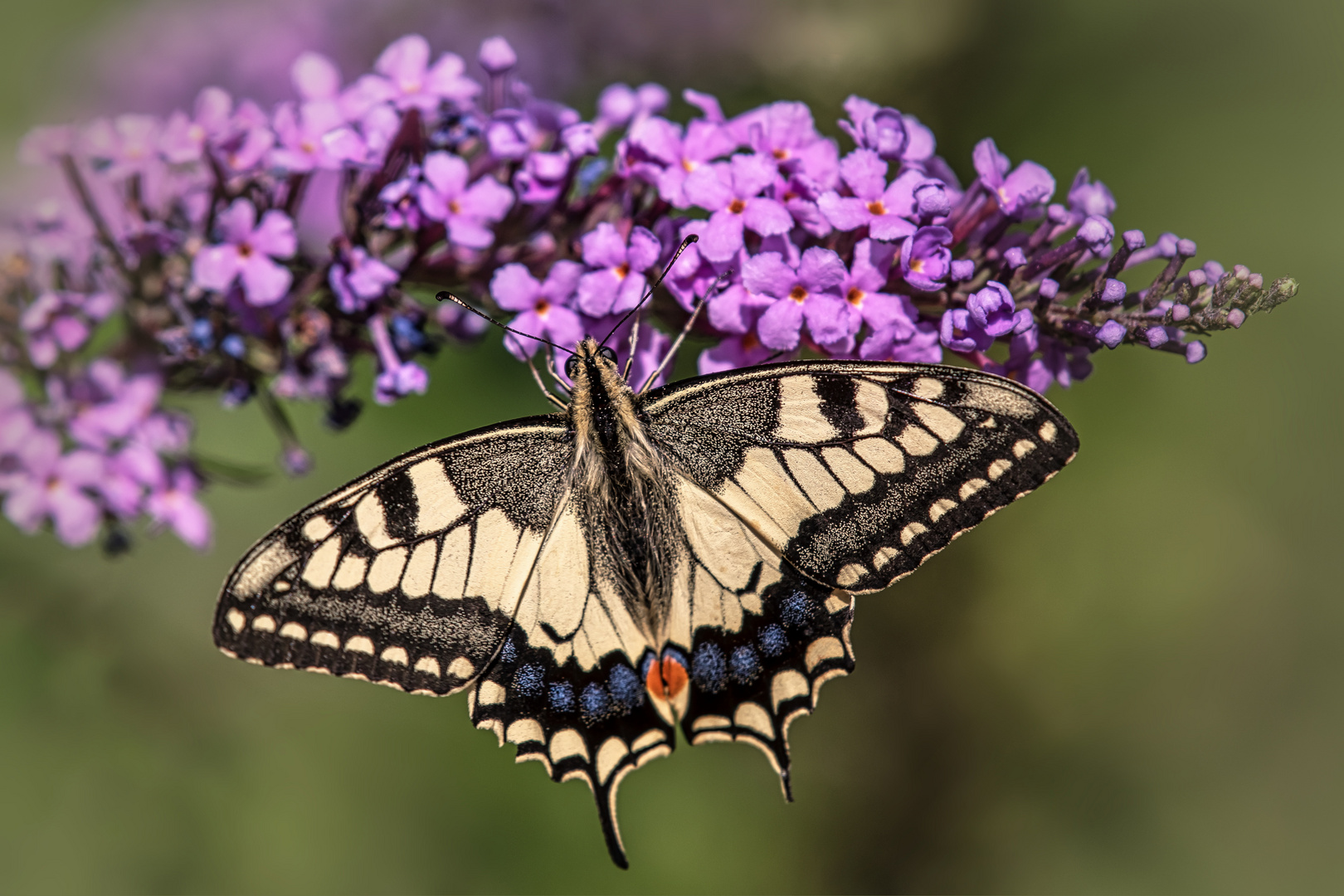 Schwalbenschwanz (Papilio machaon)