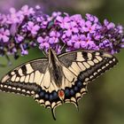 Schwalbenschwanz (Papilio machaon)