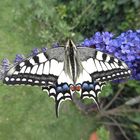 Schwalbenschwanz (Papilio machaon)