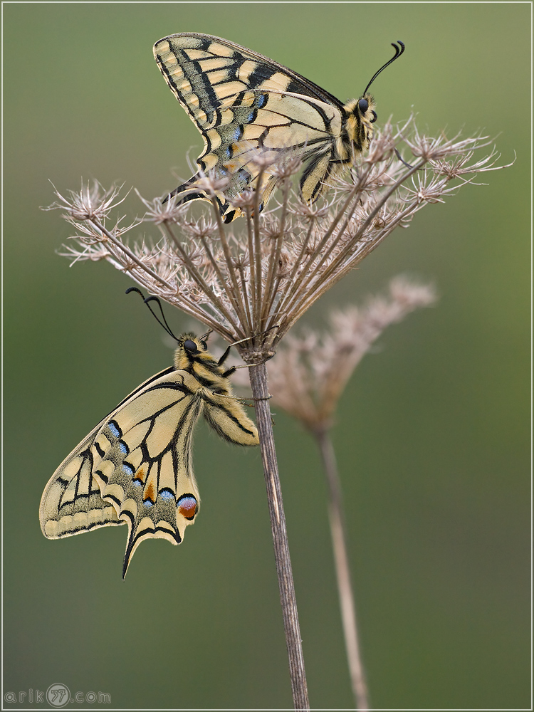 Schwalbenschwanz - Papilio machaon