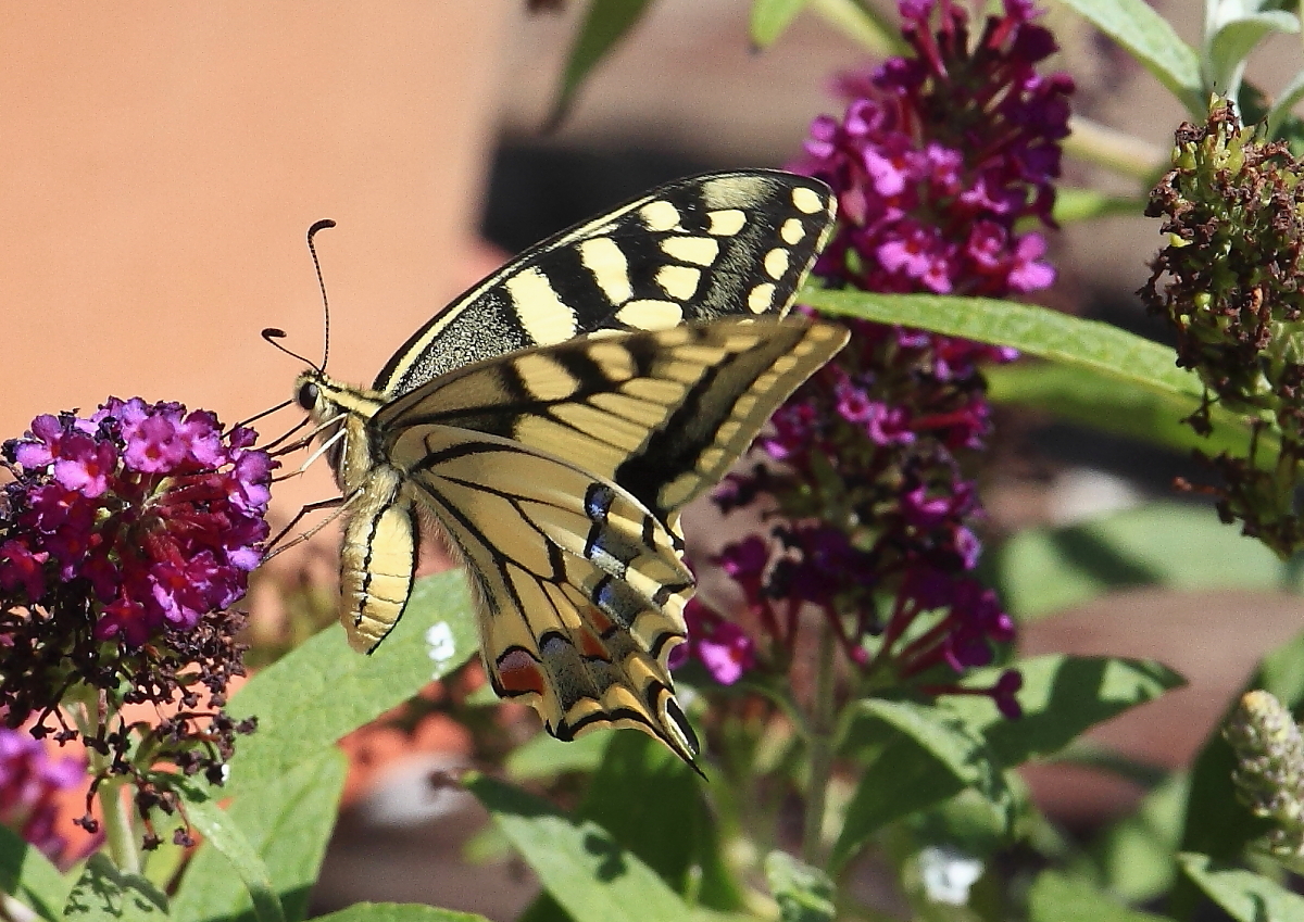 Schwalbenschwanz (Papilio machaon)