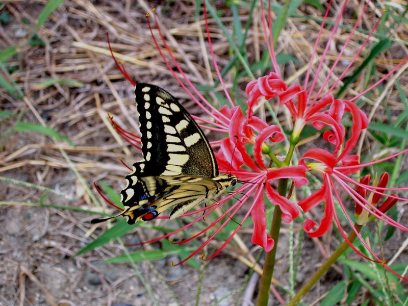 Schwalbenschwanz (Papilio machaon)