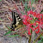 Schwalbenschwanz (Papilio machaon)