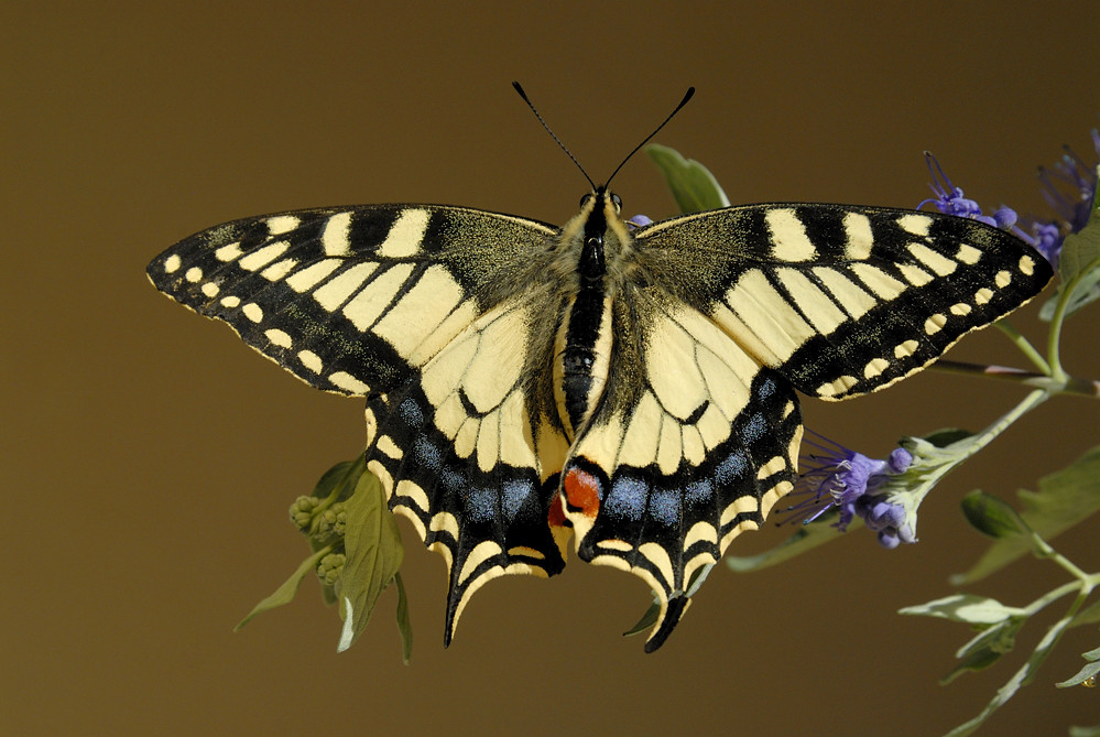 Schwalbenschwanz (Papilio machaon)