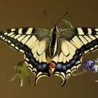 Schwalbenschwanz (Papilio machaon)