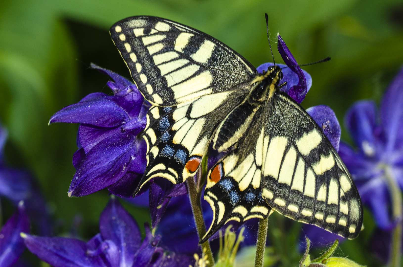 Schwalbenschwanz (Papilio machaon)