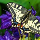 Schwalbenschwanz (Papilio machaon)