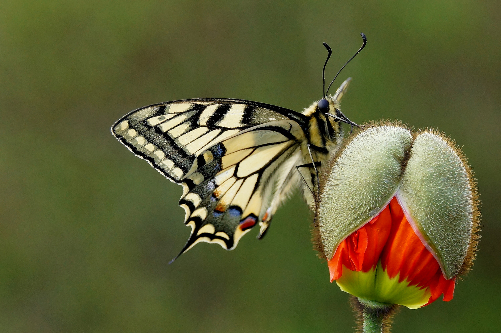 Schwalbenschwanz (Papilio machaon)