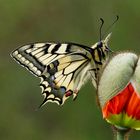 Schwalbenschwanz (Papilio machaon)