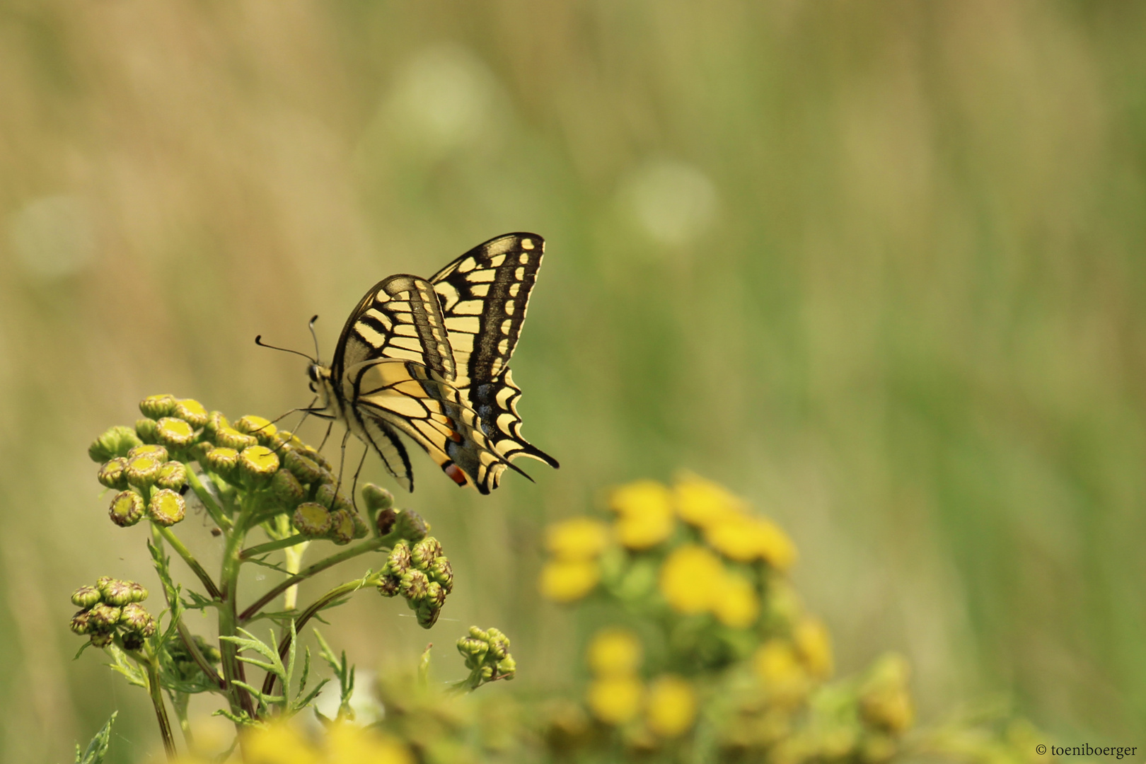 Schwalbenschwanz (Papilio machaon)