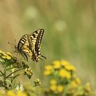 Schwalbenschwanz (Papilio machaon)