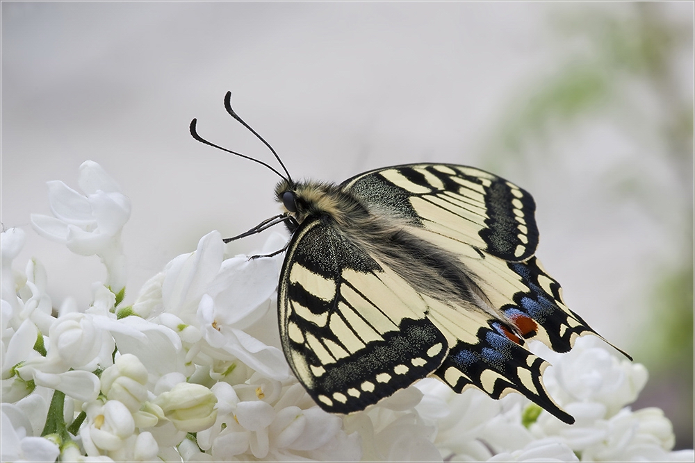 Schwalbenschwanz (Papilio machaon)