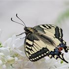 Schwalbenschwanz (Papilio machaon)