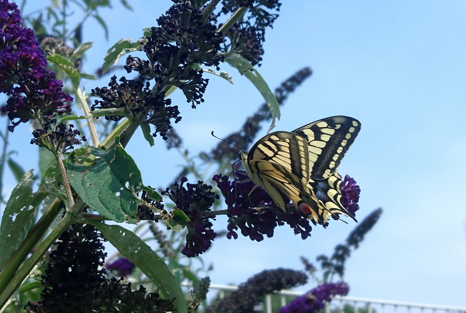 #...Schwalbenschwanz/ Papilio machaon.......#