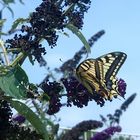 #...Schwalbenschwanz/ Papilio machaon.......#