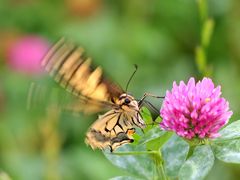 Schwalbenschwanz (Papilio machaon)  