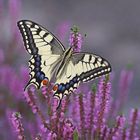 Schwalbenschwanz (Papilio machaon)