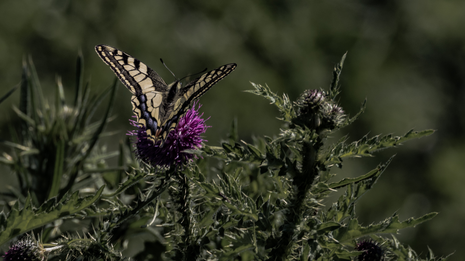 Schwalbenschwanz (Papilio machaon)