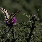 Schwalbenschwanz (Papilio machaon)