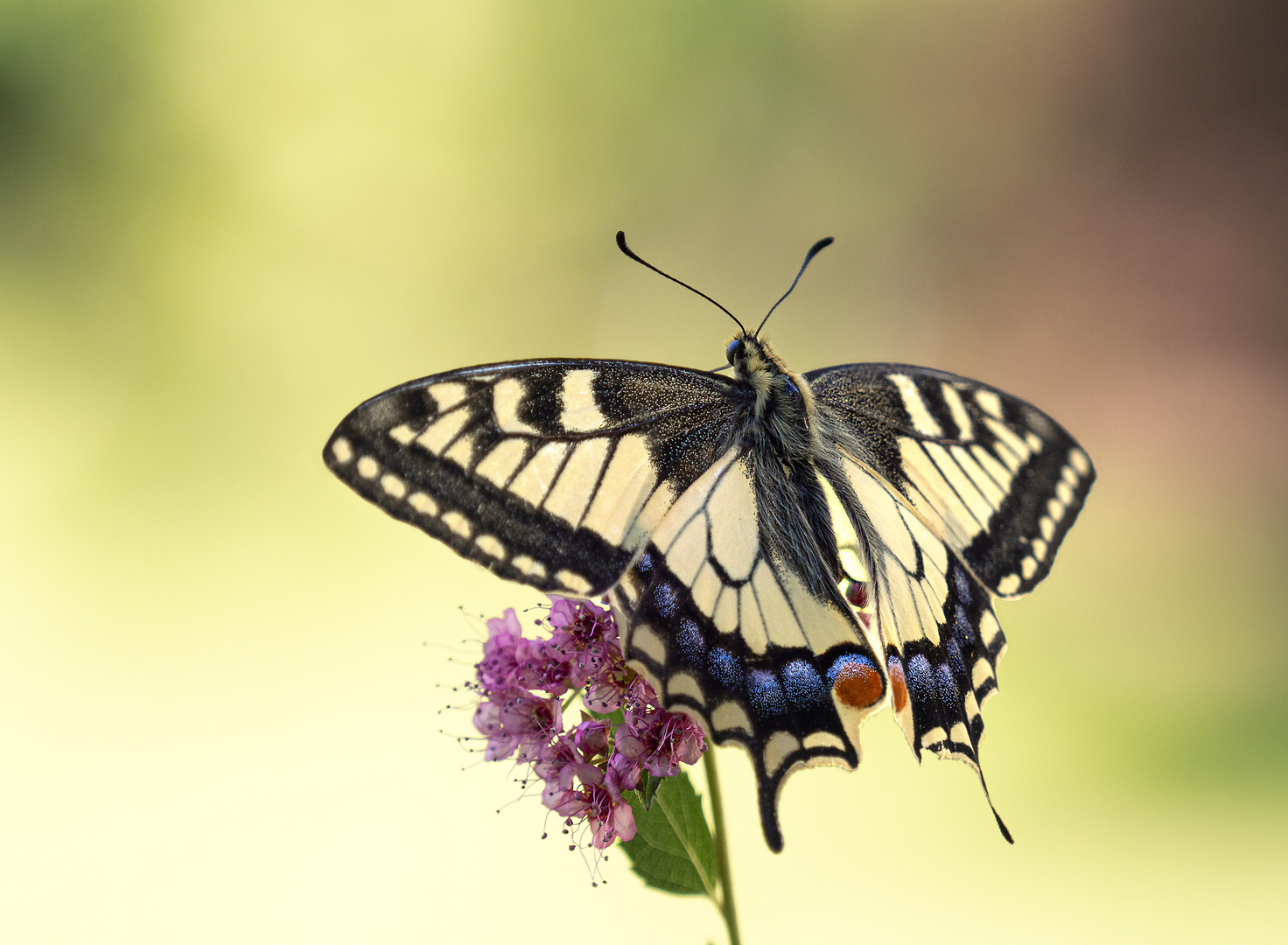 Schwalbenschwanz (Papilio machaon)