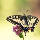 Schwalbenschwanz (Papilio machaon)