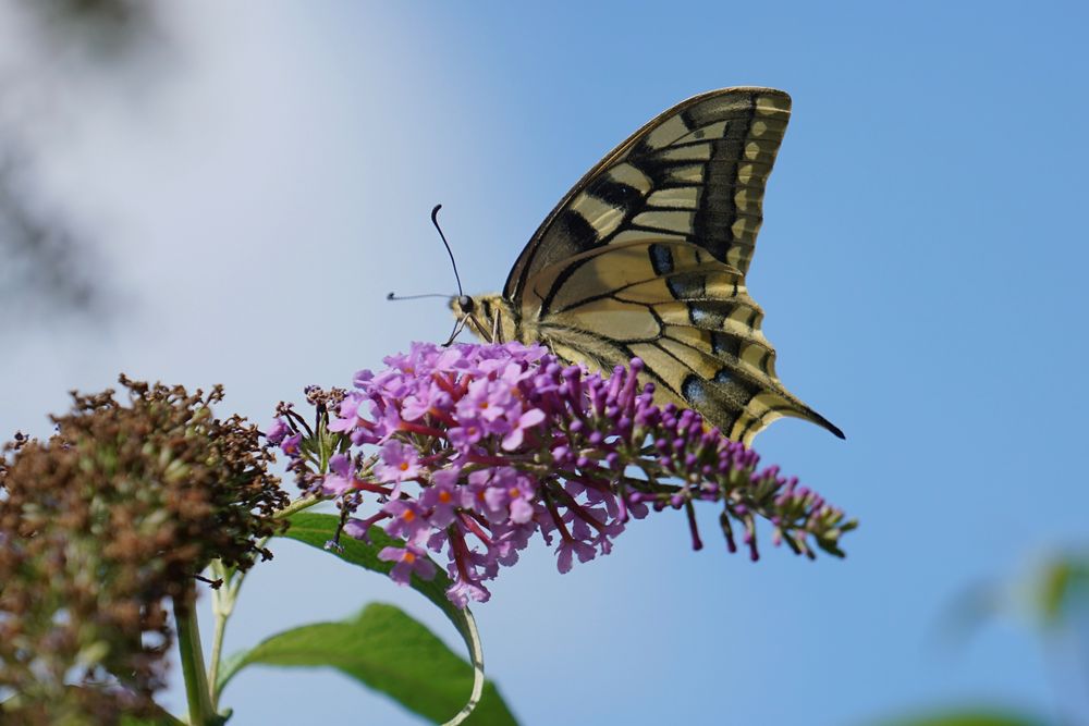 Schwalbenschwanz (Papilio machaon)