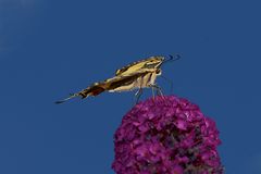 Schwalbenschwanz (Papilio machaon)