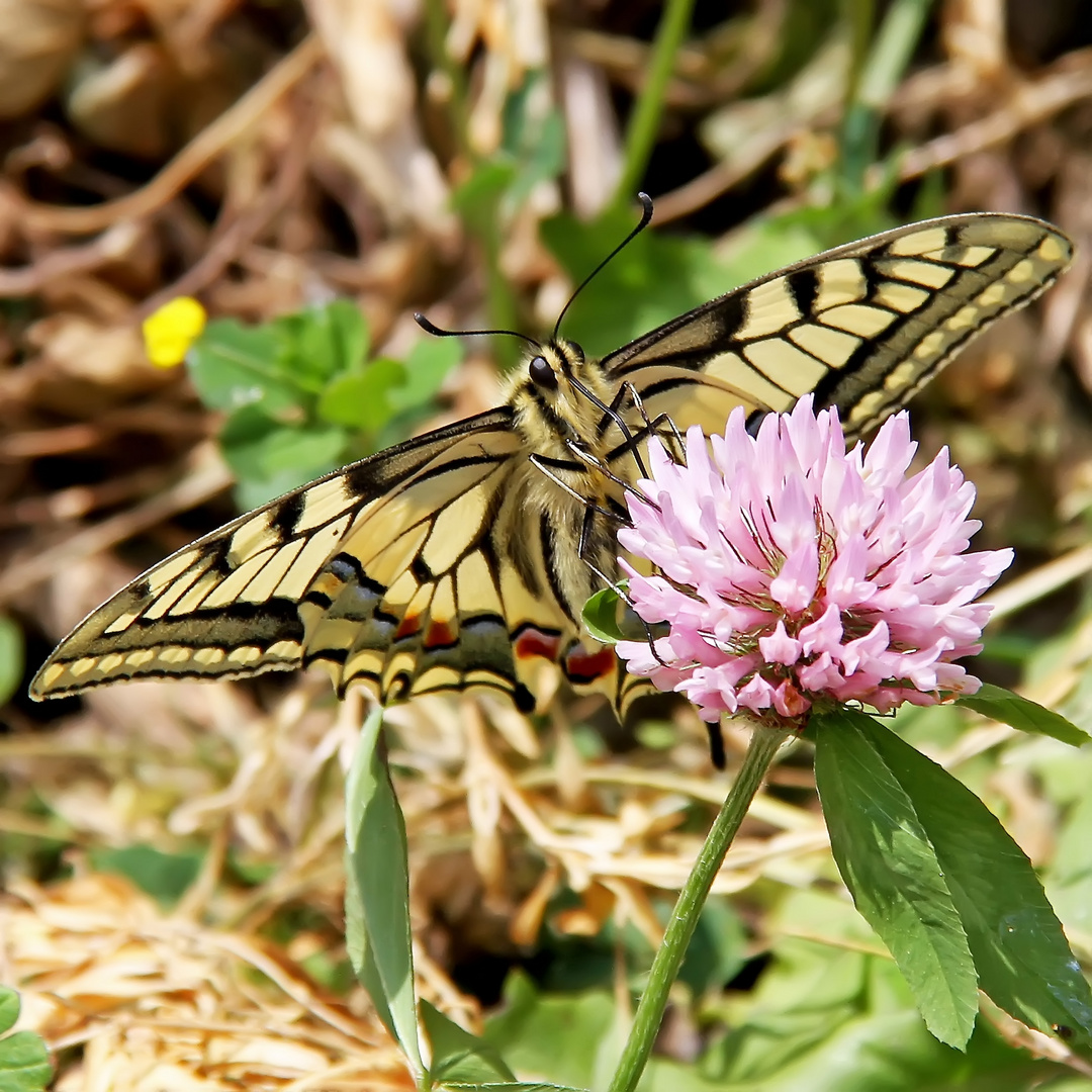 Schwalbenschwanz (Papilio machaon)