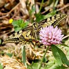 Schwalbenschwanz (Papilio machaon)