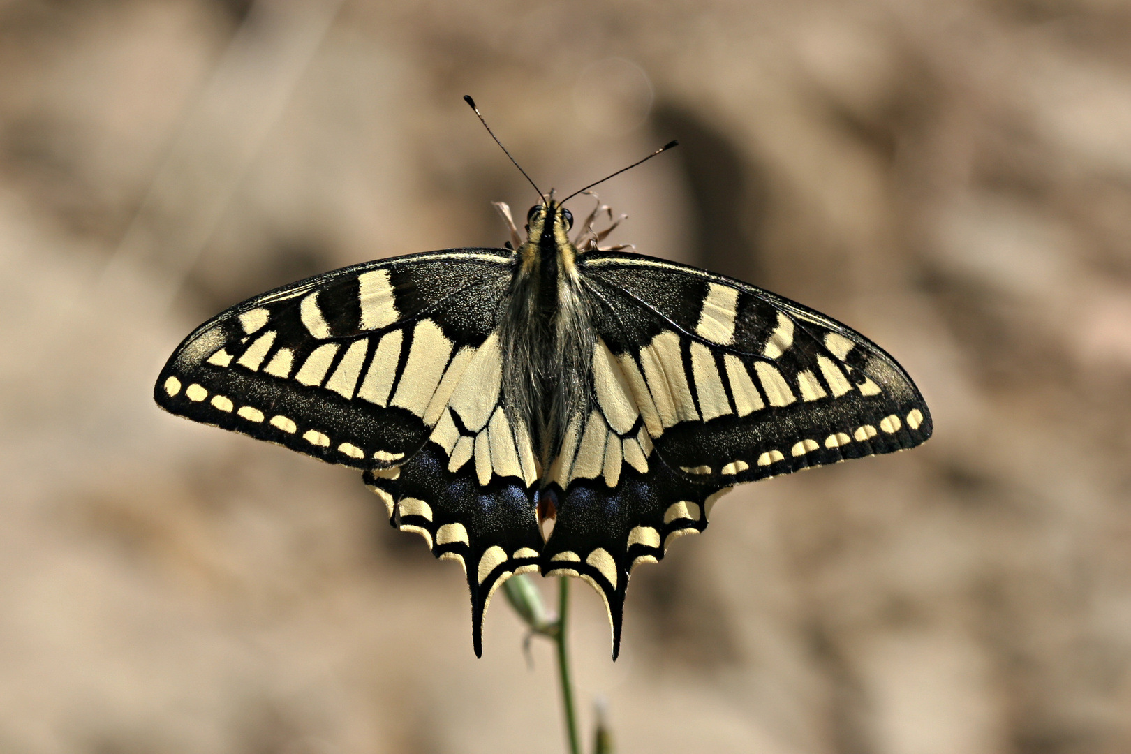 Schwalbenschwanz (Papilio machaon)