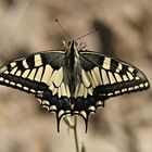 Schwalbenschwanz (Papilio machaon)