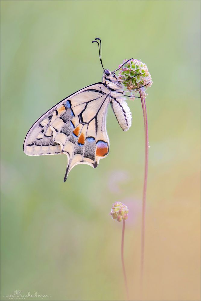Schwalbenschwanz - Papilio machaon 