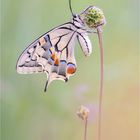 Schwalbenschwanz - Papilio machaon 