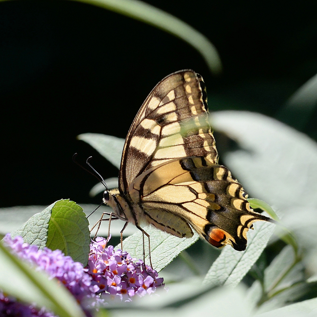 Schwalbenschwanz (Papilio machaon)