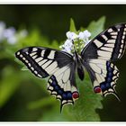 Schwalbenschwanz (Papilio machaon)