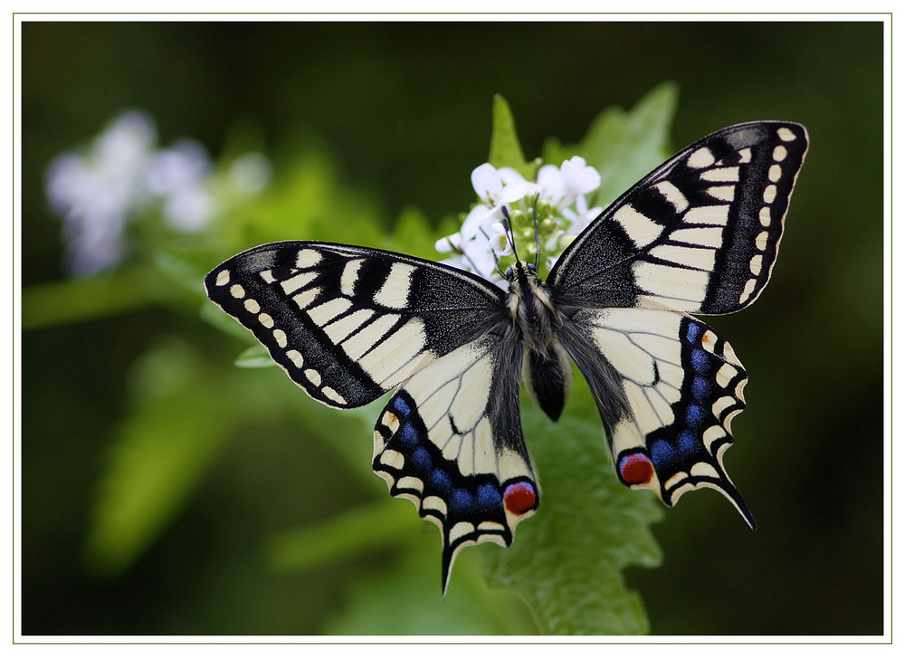 Schwalbenschwanz (Papilio machaon)