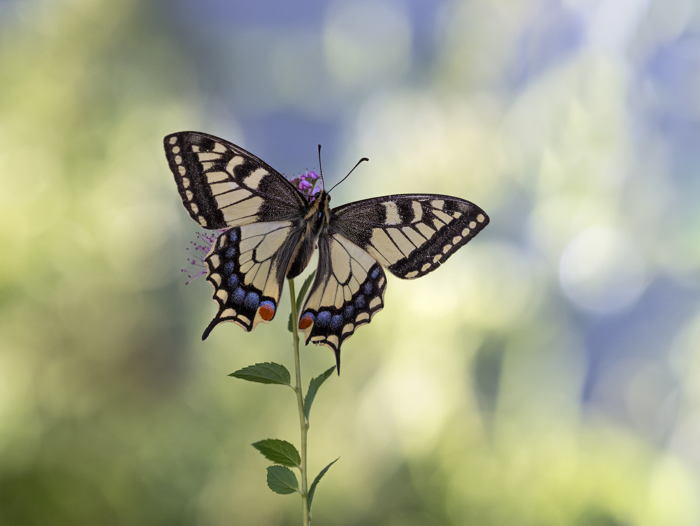 Schwalbenschwanz (Papilio machaon)